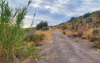  Bodrum Gökpınar 2,546 m2 olive grove for sale