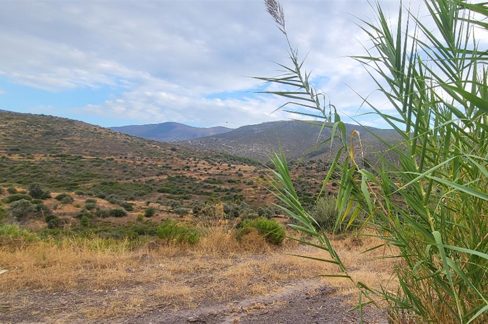 Bodrum Gökpınar 2,546 m2 olive grove for sale