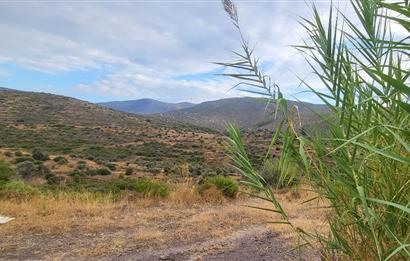  Bodrum Gökpınar 2,546 m2 olive grove for sale