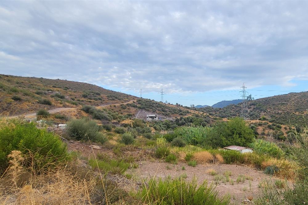  Bodrum Gökpınar 2,546 m2 olive grove for sale