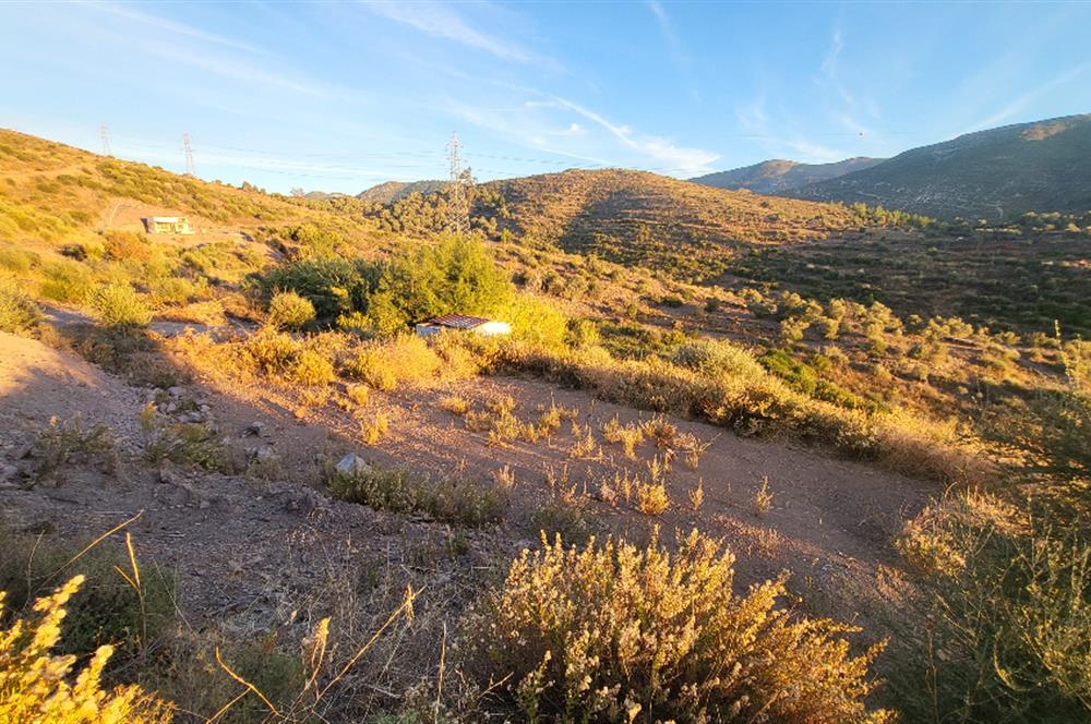  Bodrum Gökpınar 2,546 m2 olive grove for sale