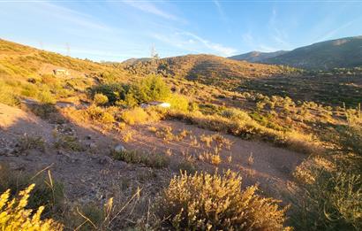  Bodrum Gökpınar 2,546 m2 olive grove for sale