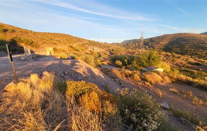  Bodrum Gökpınar 2,546 m2 olive grove for sale