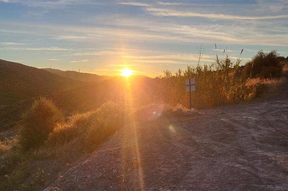  Bodrum Gökpınar 2,546 m2 olive grove for sale