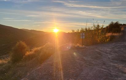  Bodrum Gökpınar 2,546 m2 olive grove for sale