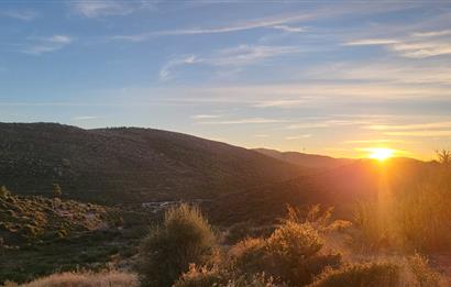  Bodrum Gökpınar 2,546 m2 olive grove for sale