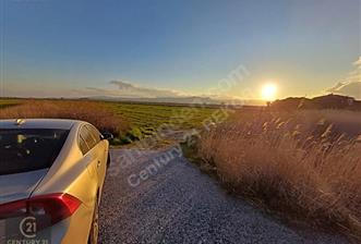 DİKİLİ ÇANDARLI LİMANINA YAKIN 22 dnm SATILIK TARLA - 7 - 31637