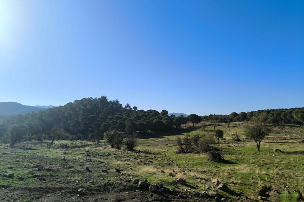 AYVALIK HACİVELİLER’DE 521 m² VİLLA İMARLI MÜSTAKİL TAPULU SATILIK ARSA