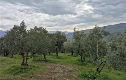 C21 Cius; Gemlik Umurbey’de 2538 m² 75 Ağaçlı Zeytinlik