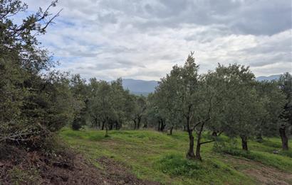 C21 Cius; Gemlik Umurbey’de 2538 m² 75 Ağaçlı Zeytinlik