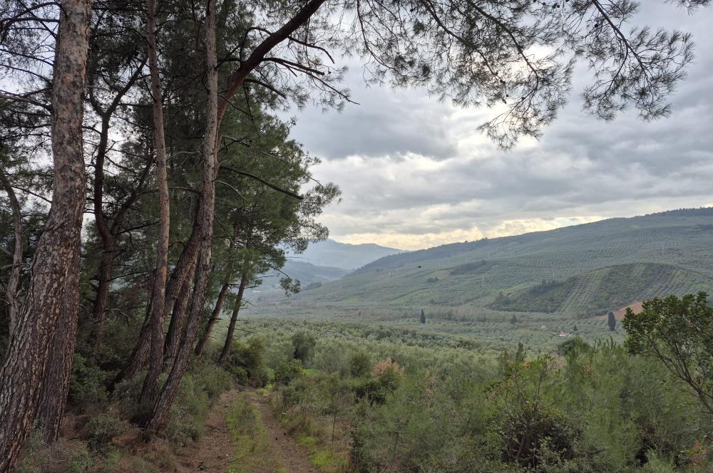 C21 Cius; Gemlik Umurbey’de 2538 m² 75 Ağaçlı Zeytinlik