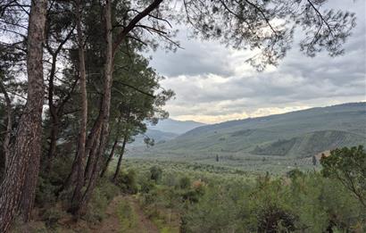 C21 Cius; Gemlik Umurbey’de 2538 m² 75 Ağaçlı Zeytinlik