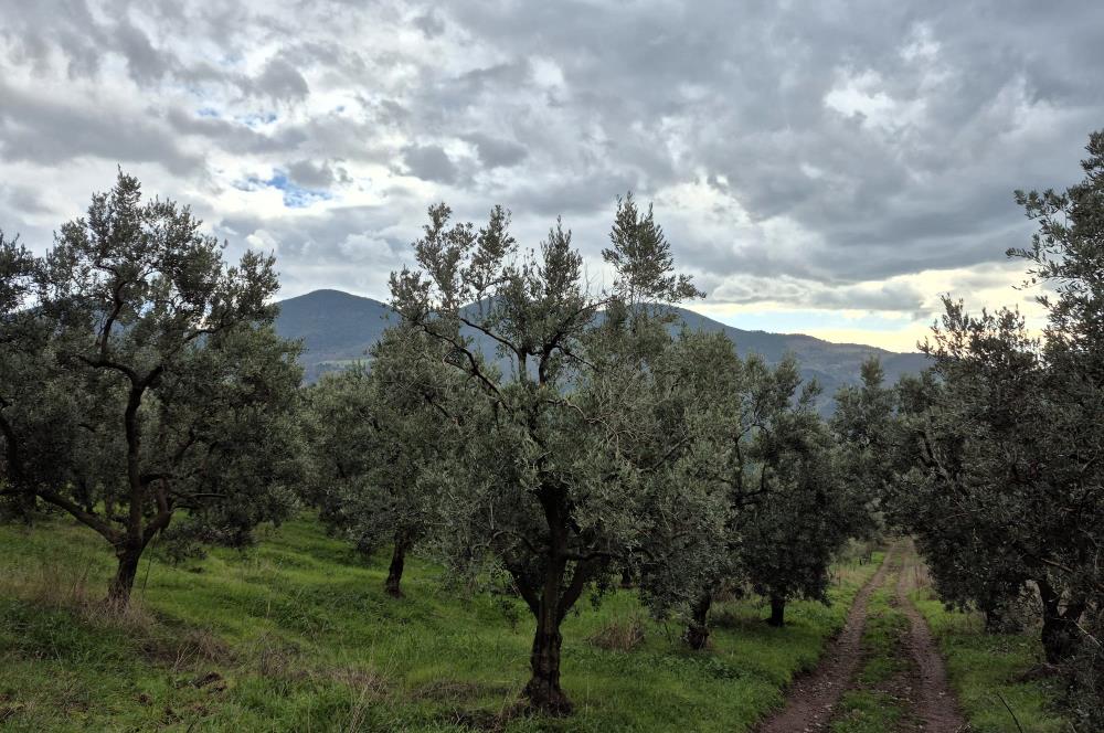 C21 Cius; Gemlik Hamidiye Köyü’nde Yolu Olan 3.025 m² Zeytinlik