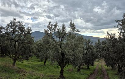 C21 Cius; Gemlik Hamidiye Köyü’nde Yolu Olan 3.025 m² Zeytinlik