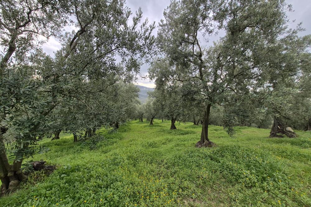 C21 Cius; Gemlik Umurbey’de 2538 m² 75 Ağaçlı Zeytinlik