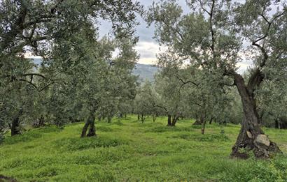C21 Cius; Gemlik Umurbey’de 2538 m² 75 Ağaçlı Zeytinlik