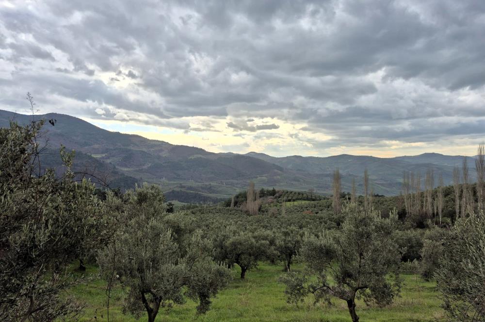 C21 Cius; Gemlik Hamidiye Köyü’nde Yolu Olan 3.025 m² Zeytinlik