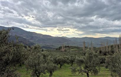 C21 Cius; Gemlik Hamidiye Köyü’nde Yolu Olan 3.025 m² Zeytinlik