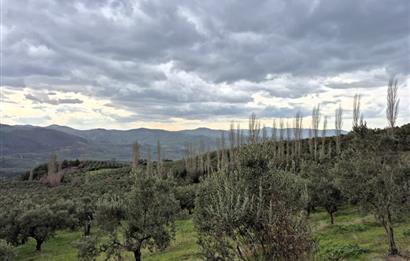 C21 Cius; Gemlik Hamidiye Köyü’nde Yolu Olan 3.025 m² Zeytinlik