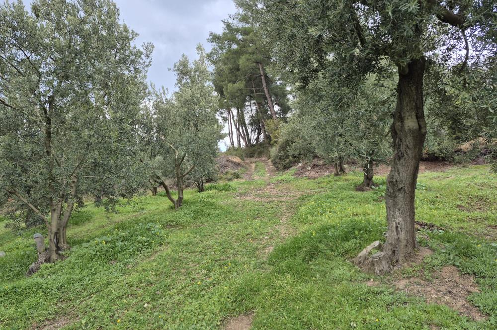 C21 Cius; Gemlik Umurbey’de 2538 m² 75 Ağaçlı Zeytinlik