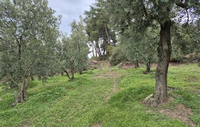 C21 Cius; Gemlik Umurbey’de 2538 m² 75 Ağaçlı Zeytinlik