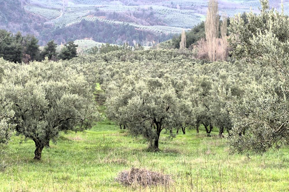 C21 Cius; Gemlik Hamidiye Köyü’nde Yolu Olan 3.025 m² Zeytinlik