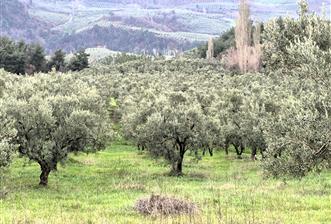 C21 Cius; Gemlik Hamidiye Köyü’nde Yolu Olan 3.025 m² Zeytinlik - 2 - 31809