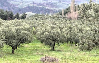 C21 Cius; Gemlik Hamidiye Köyü’nde Yolu Olan 3.025 m² Zeytinlik