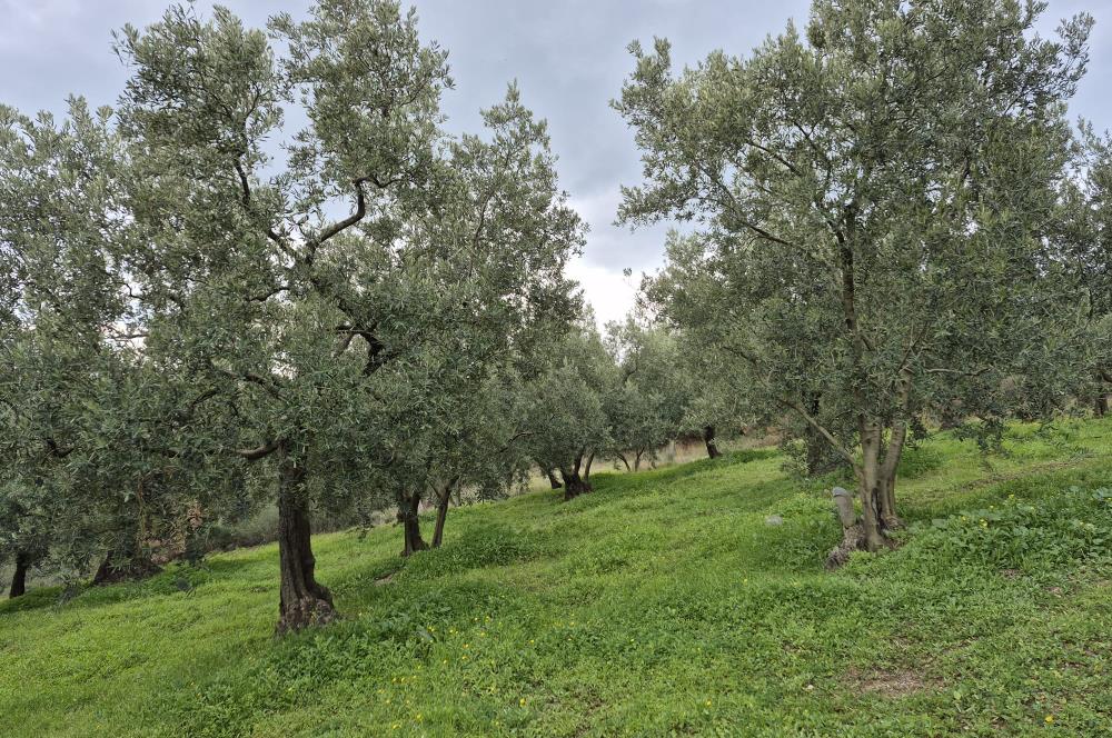 C21 Cius; Gemlik Umurbey’de 2538 m² 75 Ağaçlı Zeytinlik