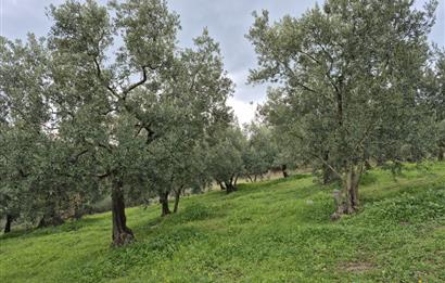 C21 Cius; Gemlik Umurbey’de 2538 m² 75 Ağaçlı Zeytinlik