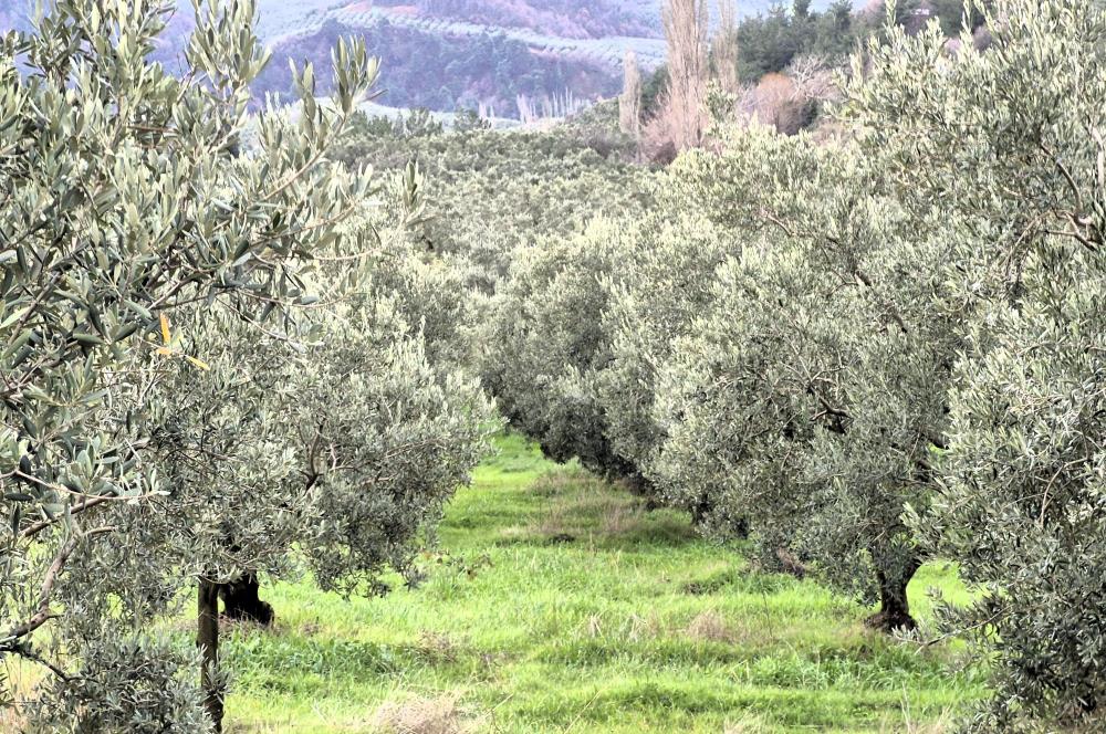 C21 Cius; Gemlik Hamidiye Köyü’nde Yolu Olan 3.025 m² Zeytinlik