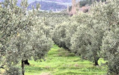 C21 Cius; Gemlik Hamidiye Köyü’nde Yolu Olan 3.025 m² Zeytinlik