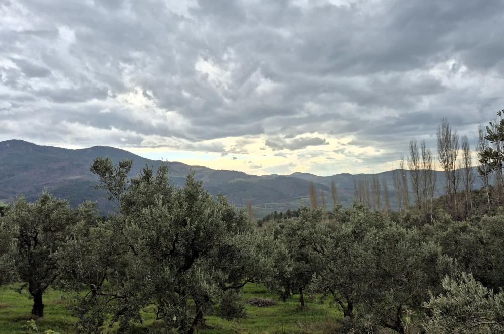 C21 Cius; Gemlik Hamidiye Köyü’nde Yolu Olan 3.025 m² Zeytinlik