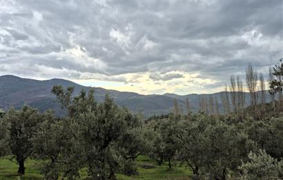 C21 Cius; Gemlik Hamidiye Köyü’nde Yolu Olan 3.025 m² Zeytinlik