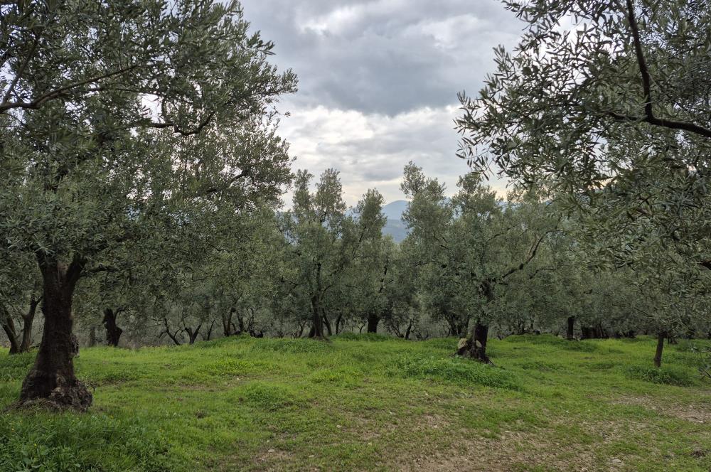 C21 Cius; Gemlik Umurbey’de 2538 m² 75 Ağaçlı Zeytinlik