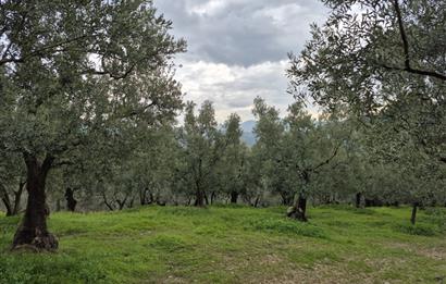 C21 Cius; Gemlik Umurbey’de 2538 m² 75 Ağaçlı Zeytinlik