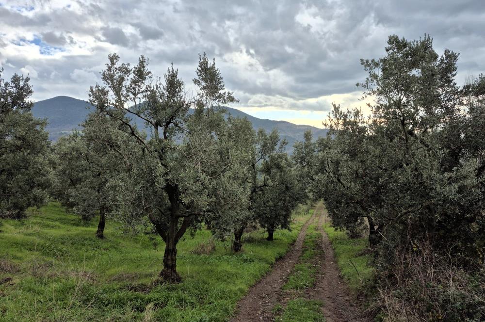 C21 Cius; Gemlik Hamidiye Köyü’nde Yolu Olan 3.025 m² Zeytinlik