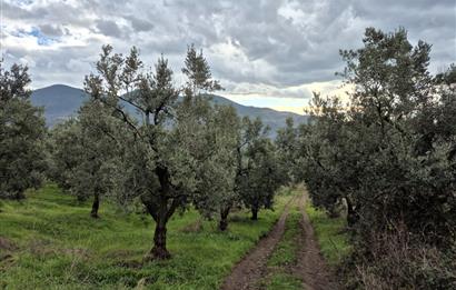 C21 Cius; Gemlik Hamidiye Köyü’nde Yolu Olan 3.025 m² Zeytinlik