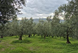 C21 Cius; Gemlik Umurbey’de 2538 m² 75 Ağaçlı Zeytinlik - 8 - 31806