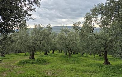 C21 Cius; Gemlik Umurbey’de 2538 m² 75 Ağaçlı Zeytinlik