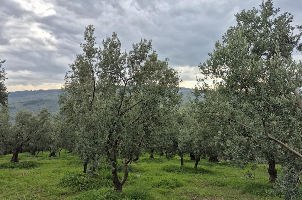 C21 Cius; Gemlik Umurbey’de 2538 m² 75 Ağaçlı Zeytinlik