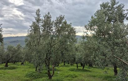 C21 Cius; Gemlik Umurbey’de 2538 m² 75 Ağaçlı Zeytinlik