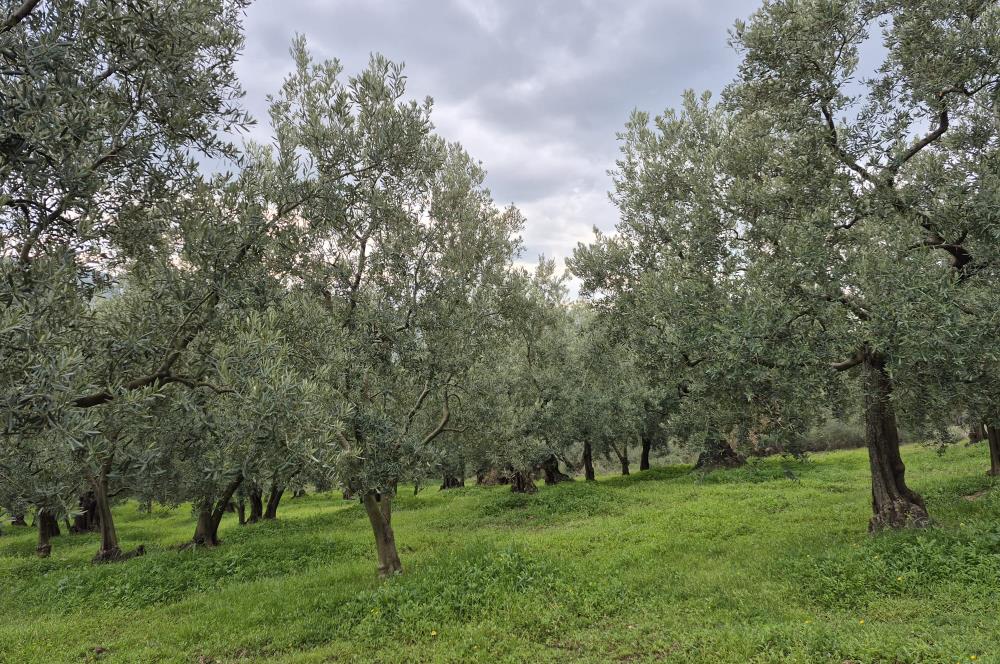 C21 Cius; Gemlik Umurbey’de 2538 m² 75 Ağaçlı Zeytinlik