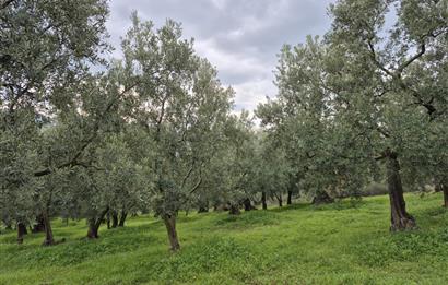 C21 Cius; Gemlik Umurbey’de 2538 m² 75 Ağaçlı Zeytinlik