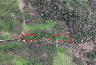 C21 Cius; Gemlik Hamidiye Köyünde 6.508 m² Verimli Zeytinlik - 1 - 31825