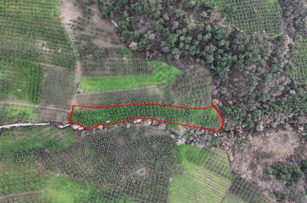 C21 Cius; Gemlik Hamidiye Köyünde 6.508 m² Verimli Zeytinlik