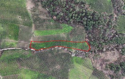 C21 Cius; Gemlik Hamidiye Köyünde 6.508 m² Verimli Zeytinlik