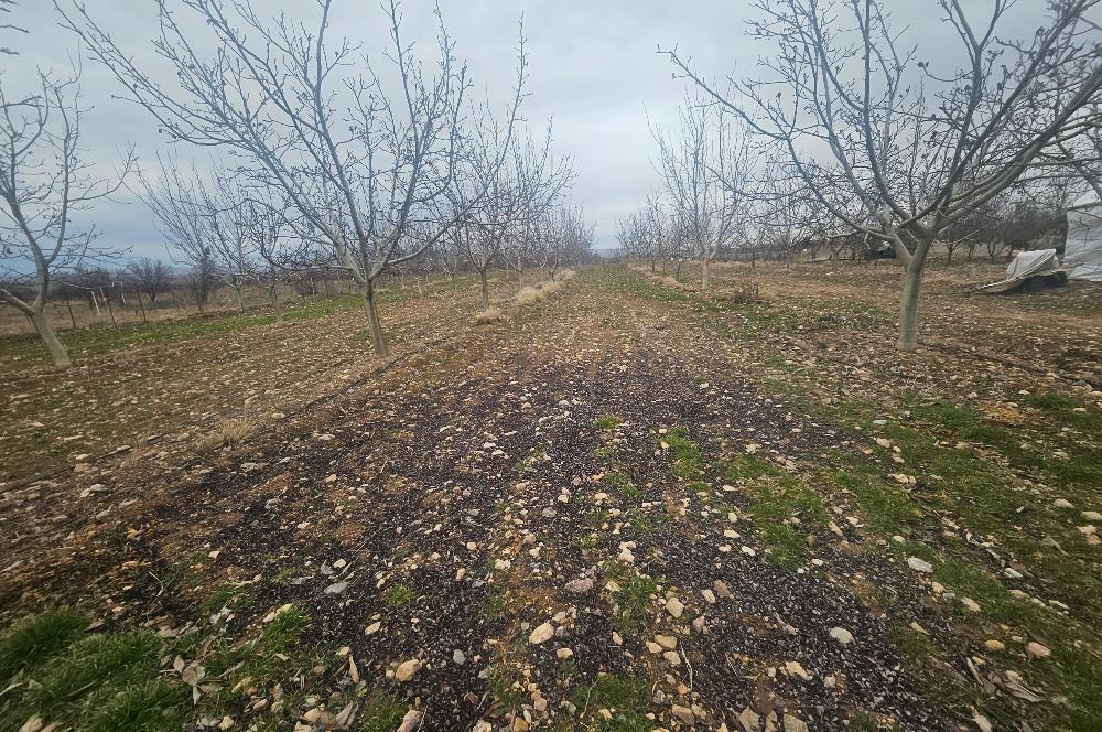 C21 LOFT'tan Pasif Gelir Sağlayan Ceviz Bahçesi Baklan/Gürlük'te