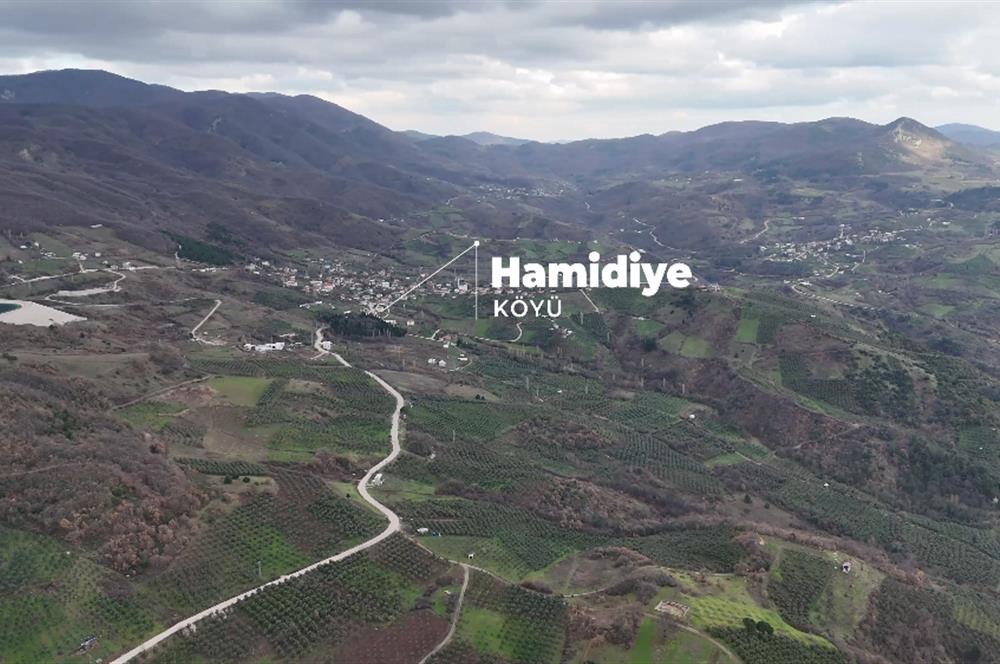 C21 Cius; Gemlik Hamidiye Köyünde 6.508 m² Verimli Zeytinlik