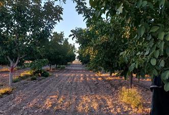 C21 LOFT'tan Pasif Gelir Sağlayan Ceviz Bahçesi Baklan/Gürlük'te - 1 - 31976